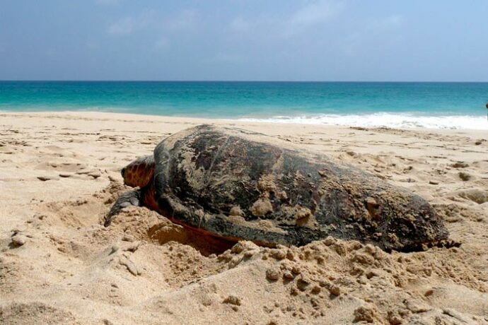 Adult loggerhead sea turtle digging a nest in sand on a tropical beach before returning to the ocean.