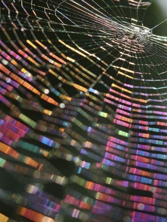 This may contain: a spider web in the middle of a blurry background with lots of colors on it This may contain: a spider web in the middle of a blurry background with lots of colors on it