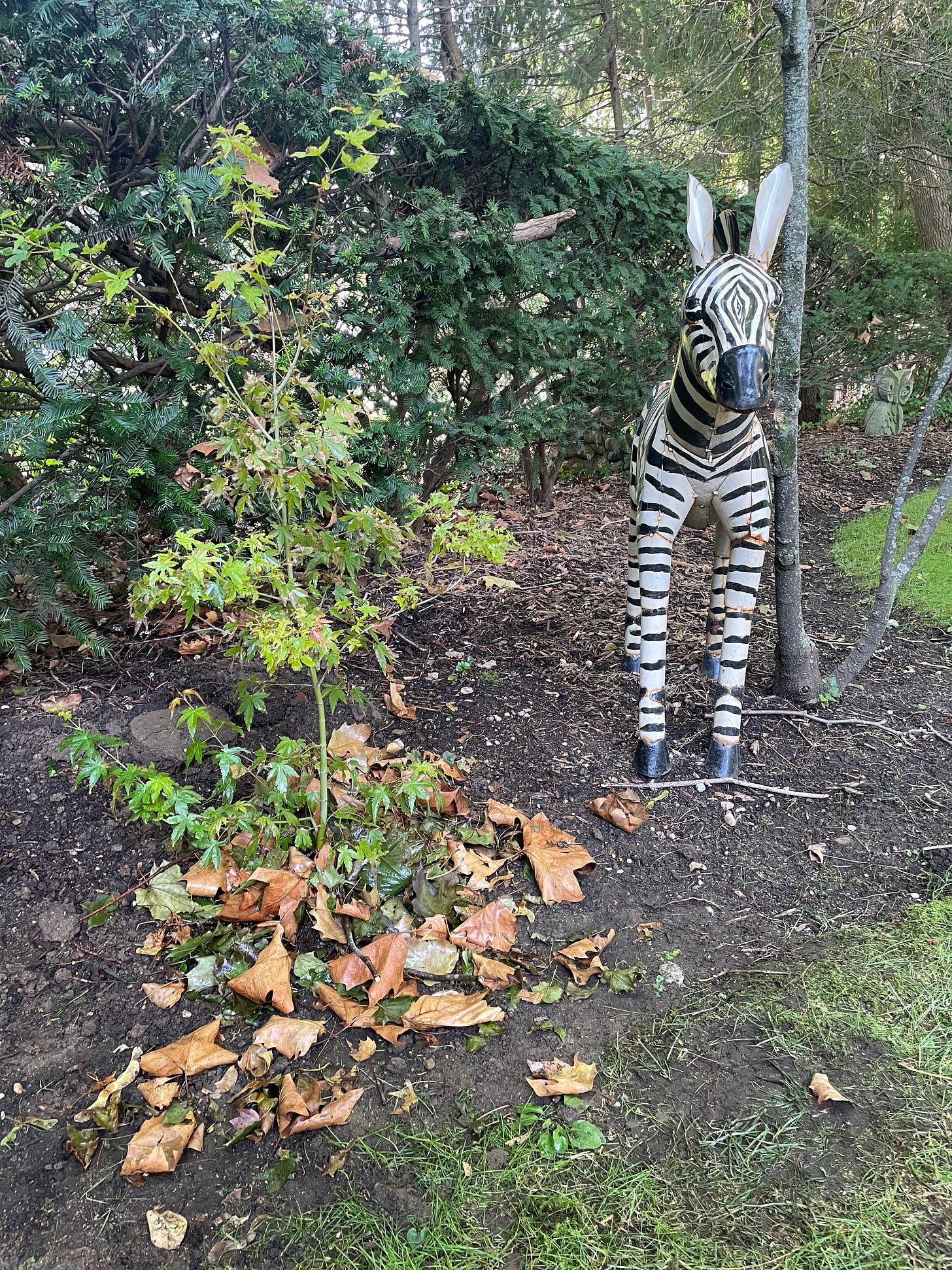 Image description: Photo of Japanese maple planted in the ground in its new home. End image description.
