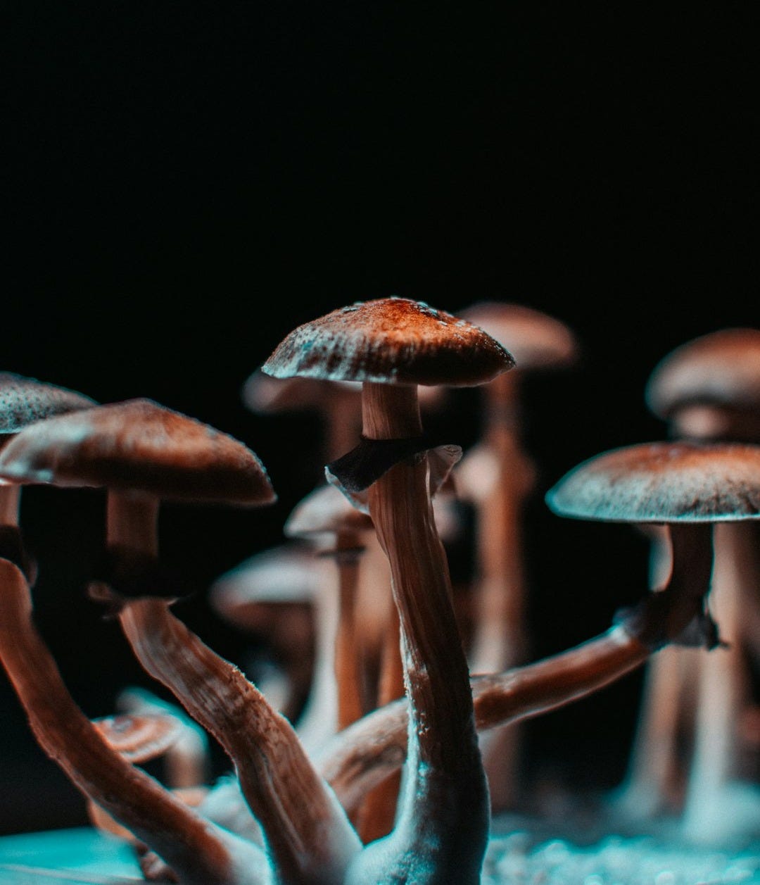 brown mushrooms in black background