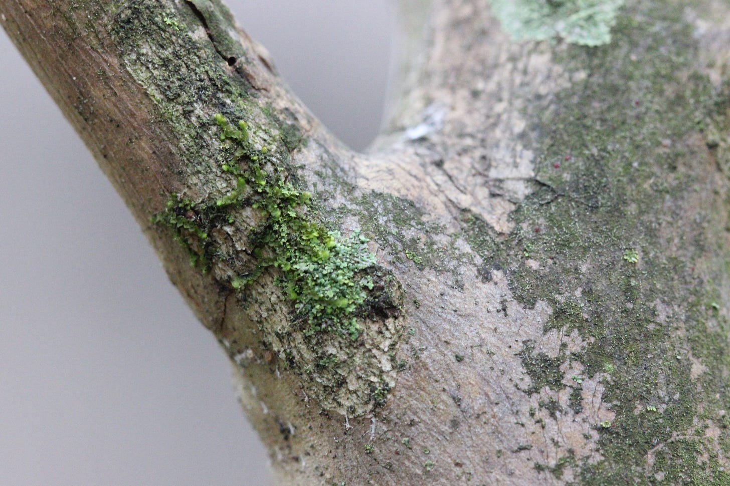 Green leafy liverwort on the bark of a tree