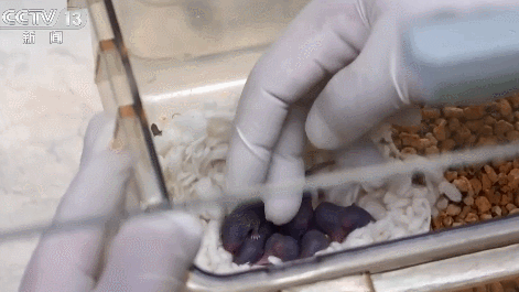Offspring of the space-flown mice inside a laboratory.