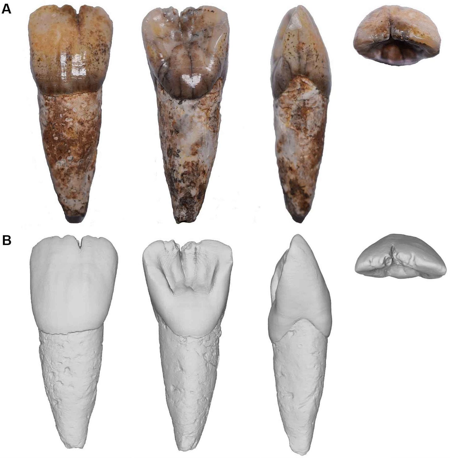 Four views of a hominin incisor in photographs (top) and 3D model (bottom)