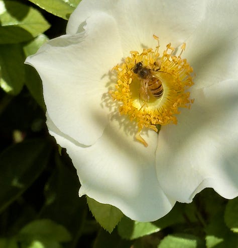 wild beauty