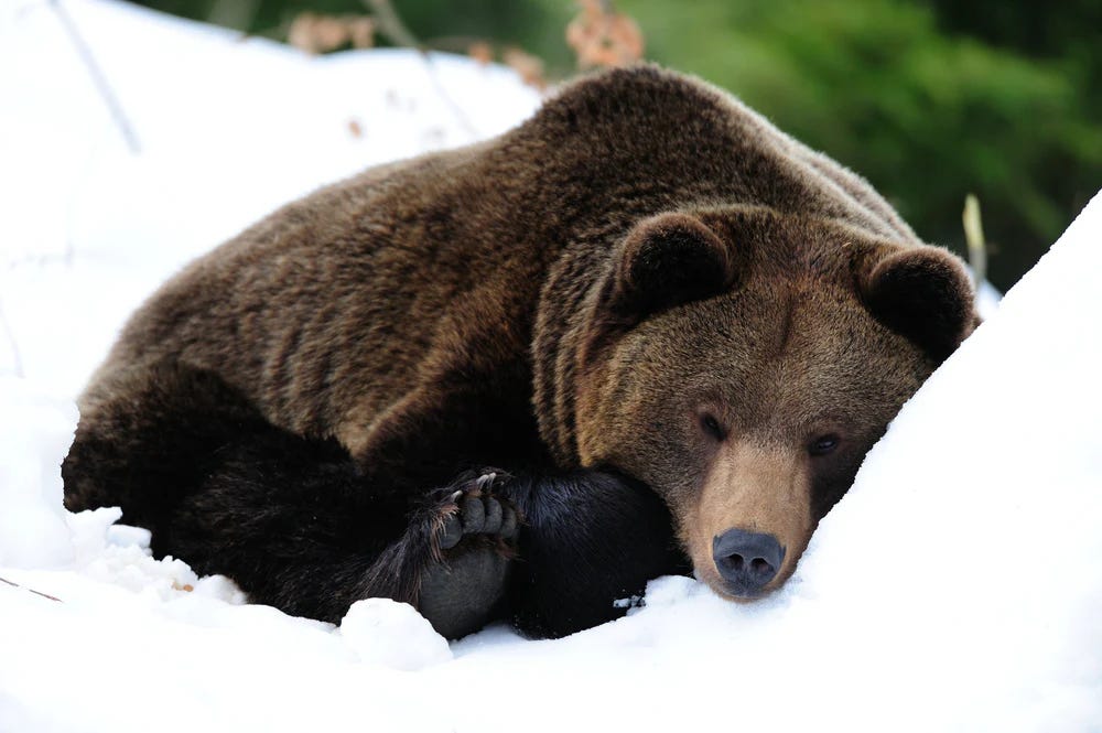 Part 2: How We Can Hibernate and Bring Us Back to Rest Patterns