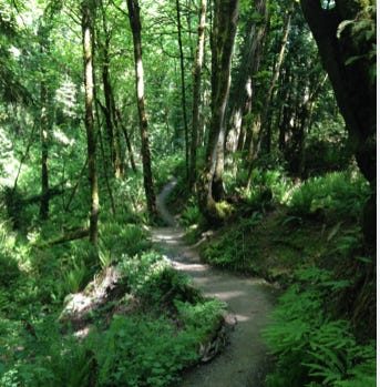 A path through a forest
Description automatically generated A path through a forest
Description automatically generated