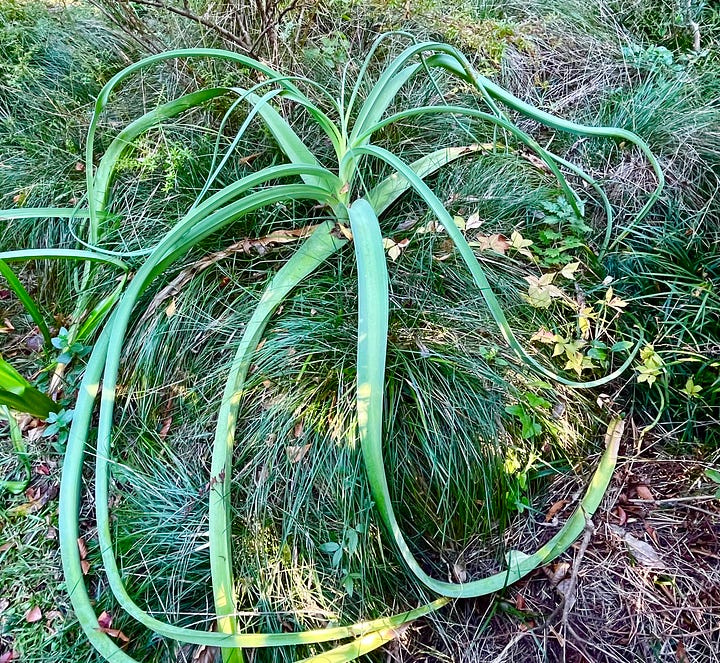 Steel blue leaves of Crinum bulbispermum are living sculpture in the garden.