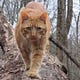 Jamie Cat Callan