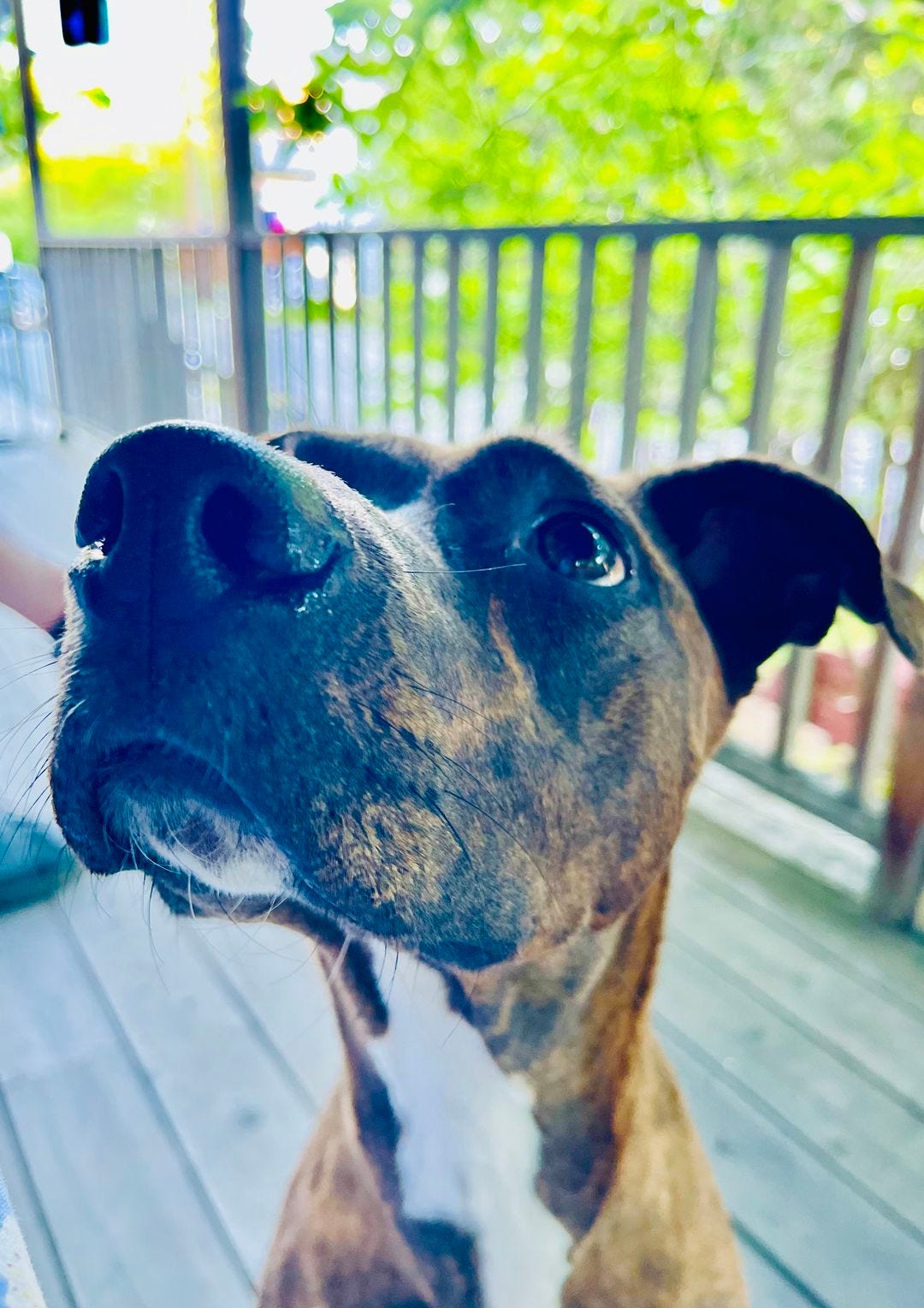 May be an image of dog