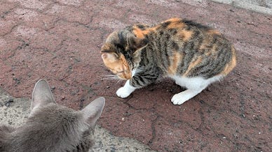 A collection of photos featuring a black kitty, a grey kitty, two orange kitties with golden eyes, a calico kitty, a white cream kitty, and the most dapper gentleman of a cat.