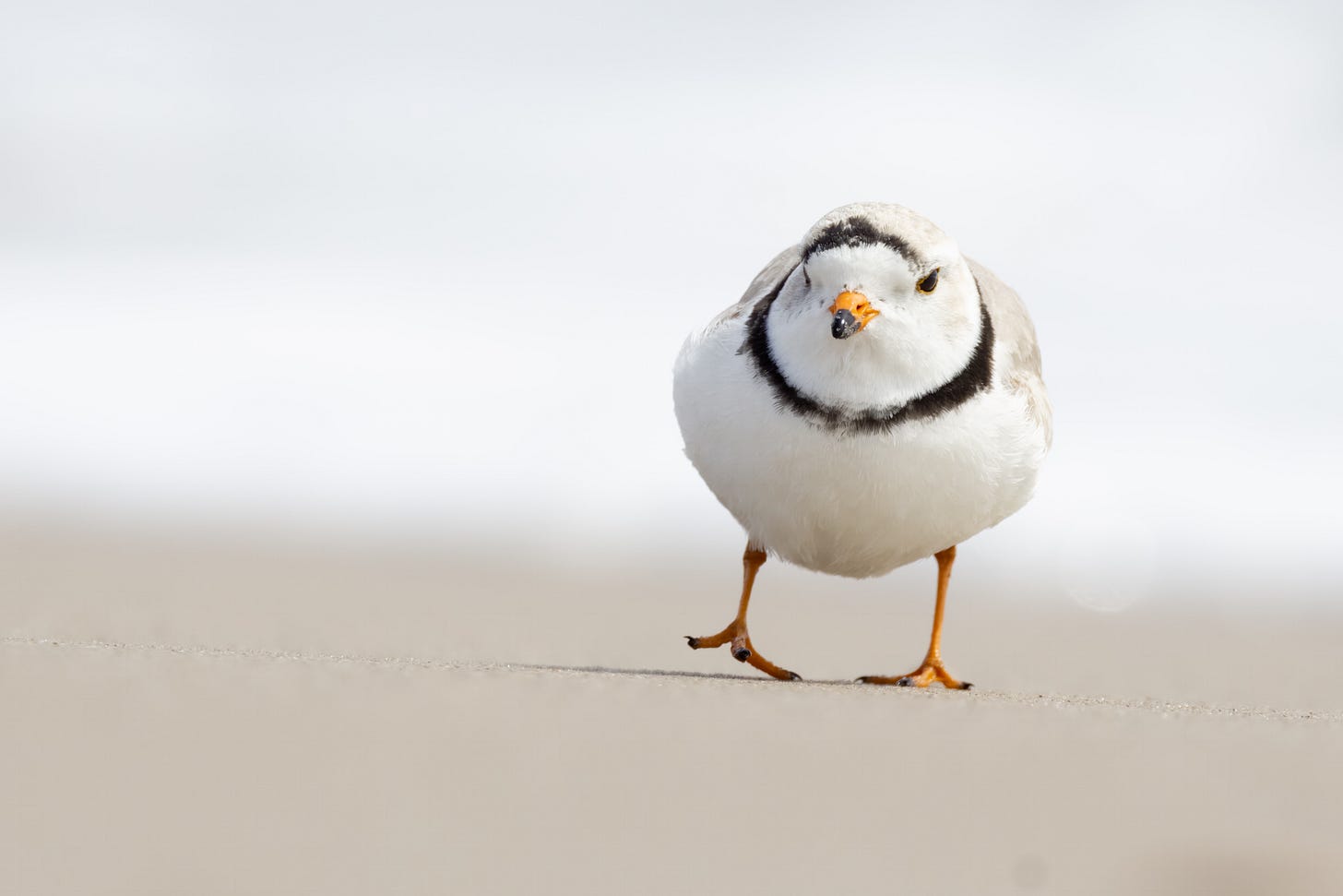 a perfectly round white bird with a sandy back, black collar, and stubby, round, black-tipped orange beach. it's wakling toward the camera with one of its bright orange legs in the air. the background is blurry but is sandy tan and sea foam white.