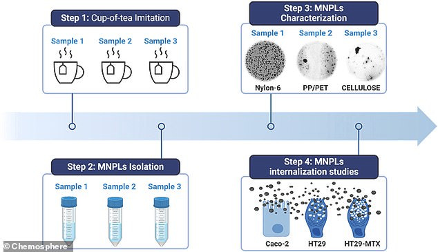 In their new study, the team investigated the microplastics released from three popular teabag types, which can easily be purchased online or in local supermarkets