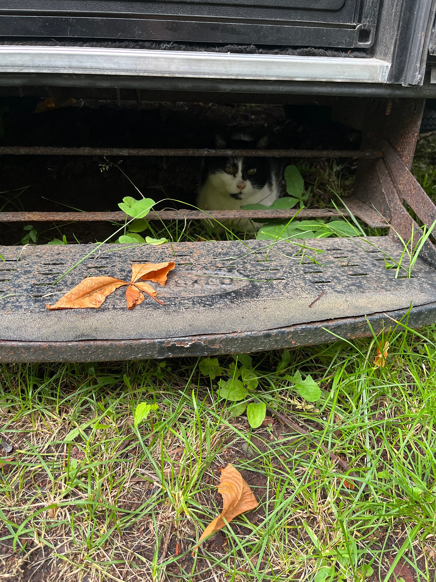 an old white and black sitty sits in a loaf position under the steps of my camper on a rainy day an old white and black sitty sits in a loaf position under the steps of my camper on a rainy day