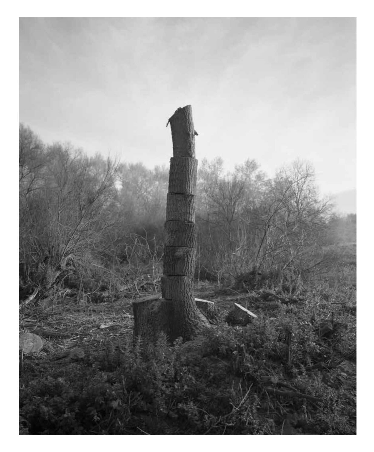 Potrebbe essere un'immagine in bianco e nero raffigurante albero
