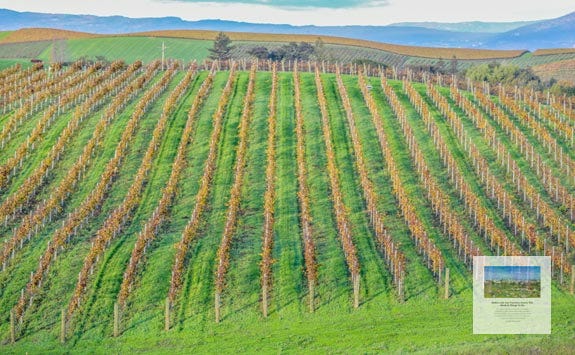 Carneros Wine Region Sunset, Fall Foliage, Autumn Colors, Seasons Change