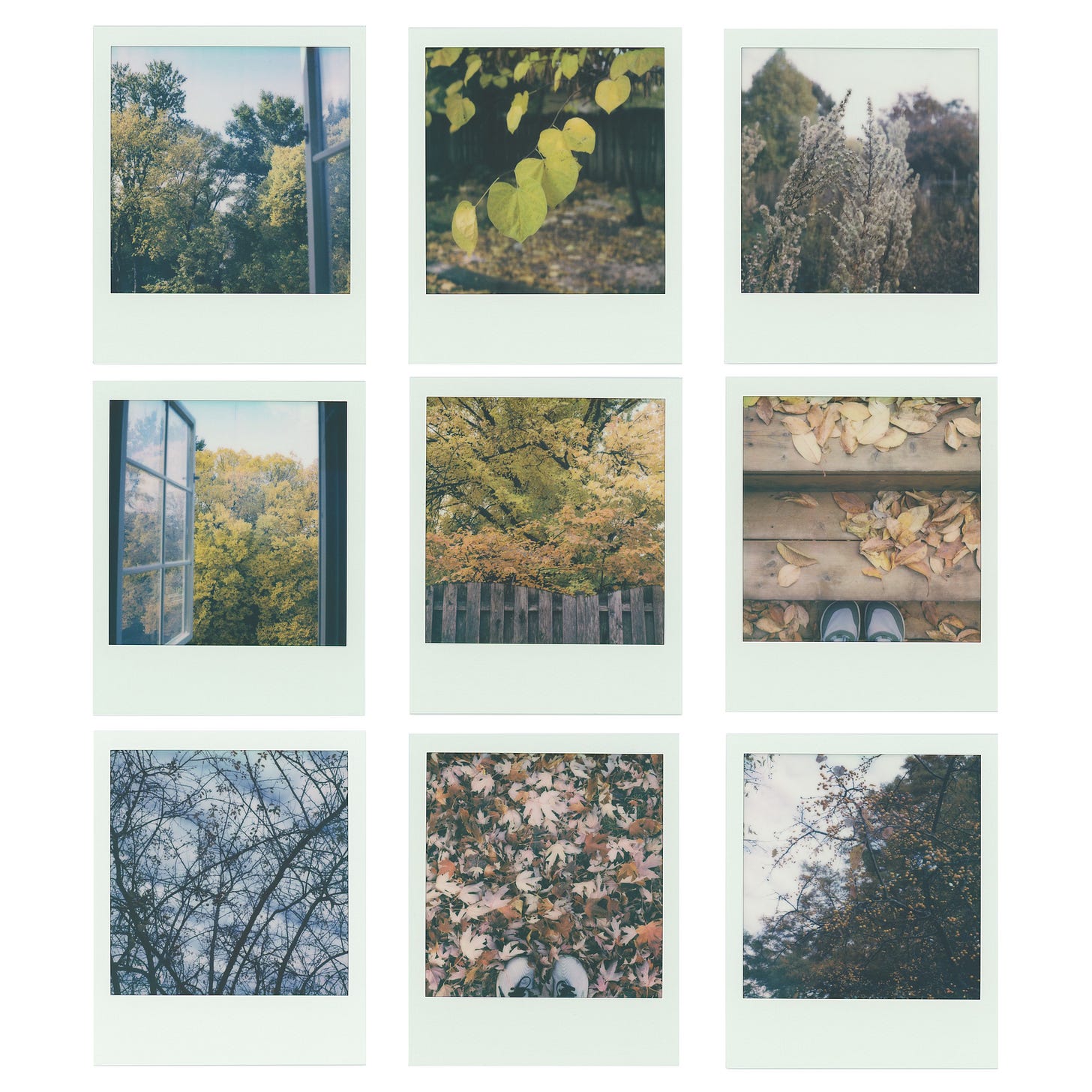 a collection of nine polaroids. the first is a view out an open window, the tips of the trees just starting to turn yellow. the second is a close up of a redbud branch, heart shaped leaves all yellow. the third is two stems of goldenrod, gone to seed, leaning into each other. the fourth is the same open window, but now the entire tree is blazing yellow. the fifth is a mix of red and gold leaves hanging over a wooden fence. the seventh is my feet on some wooden steps, surrounded by brown leaves. the seventh is a silhouette of bare branches against the sky. the eight is my feet again, surrounded by a carpet of red maple leaves. the final picture is some crabapple branches dotted with bright yellow berries.