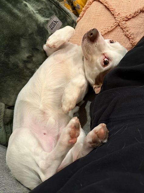 A collection of photos of Bosley, a chihuahua cattle dog mix, solo, with Roxy, a husky chihuahua mix, and with Allison