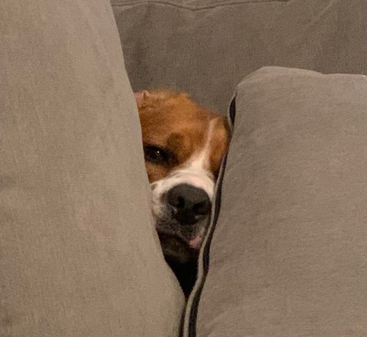 Beagle snout sticking out between coach cushions salivating over human dinner.