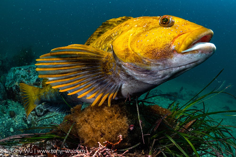 Fat greenling protecting eggs, Hexagrammos otakii