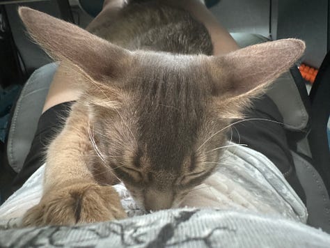 Yuzu the cat, taking a catnap.