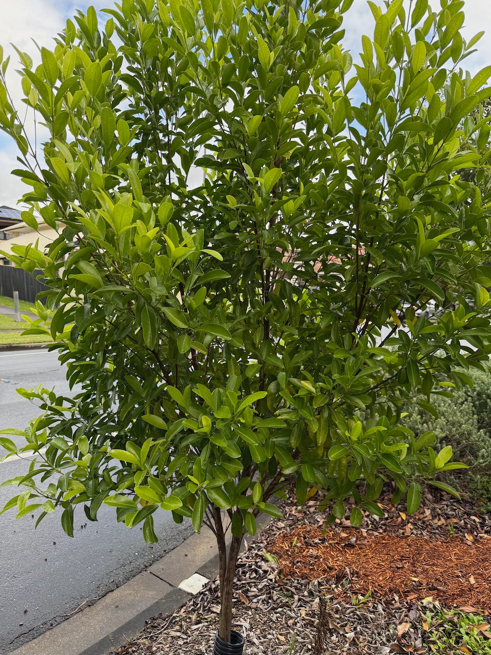 smaller of the three council trees
