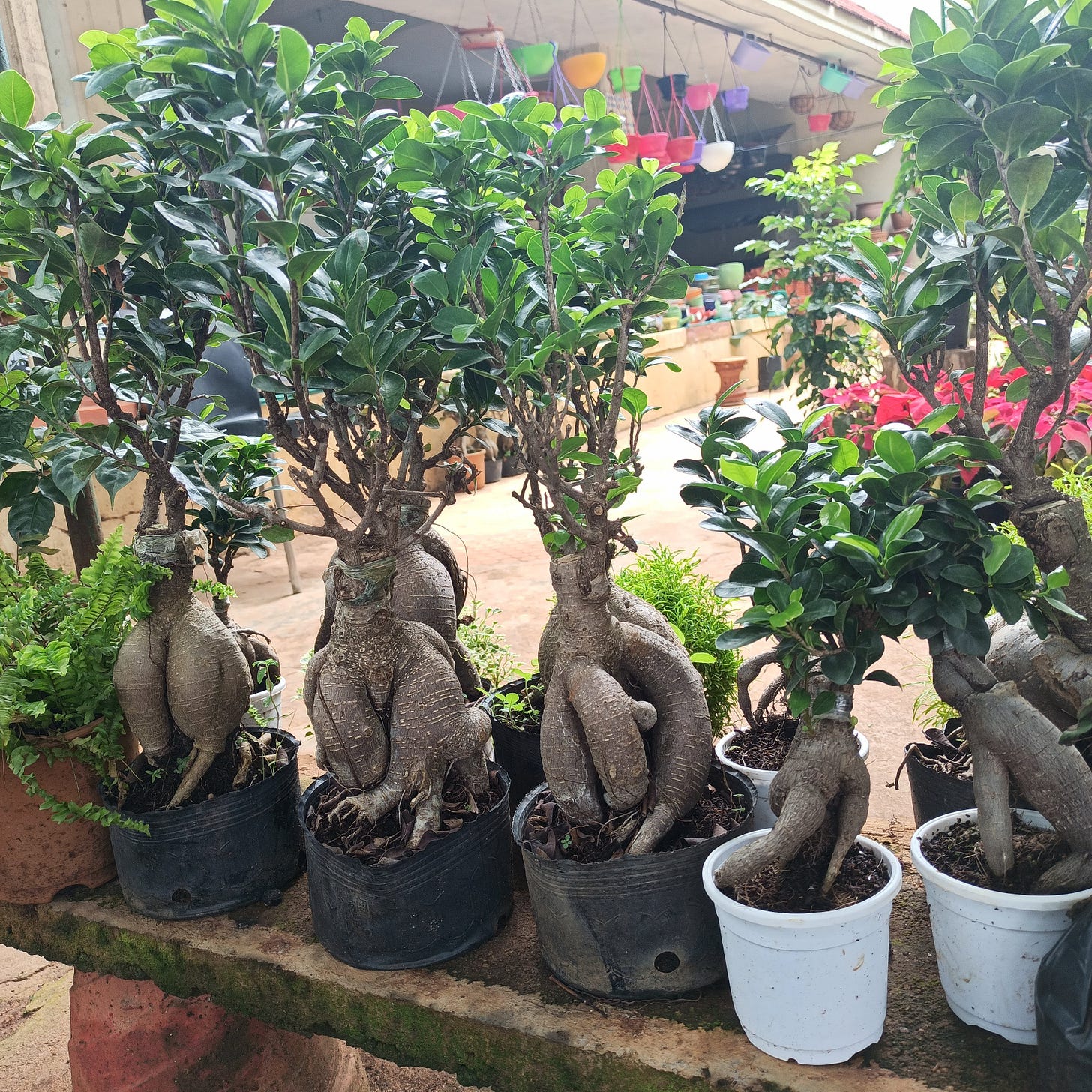 image of a row of bonsai trees at a plant nursery, with hanging pots and smaller red plants visible in the background