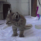 Kitteh On My Foot (Want To Touch It). Tabs, Fri., May 24, 2024