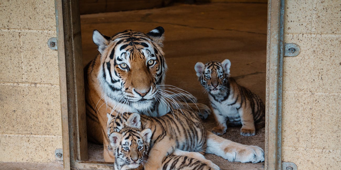 Inside Salisbury: A birthday treat for rare Amur tiger cubs + adorable Fennec Fox kits