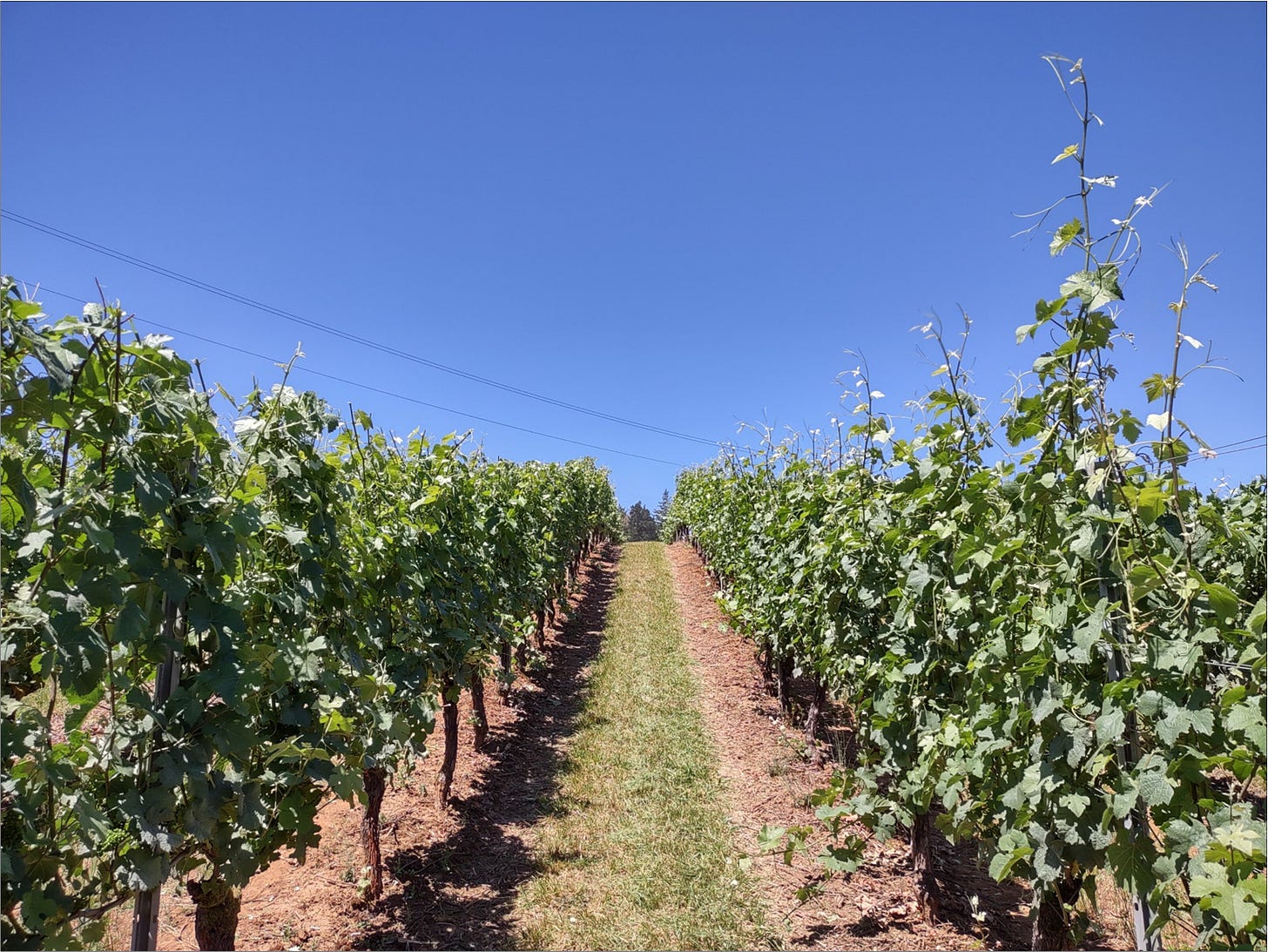 First hedge (left side) is taking just the tips of the apically dominant shoots. 