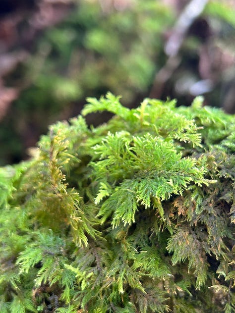 Hazel Woods, Torrisdale, Argyll, Scotland