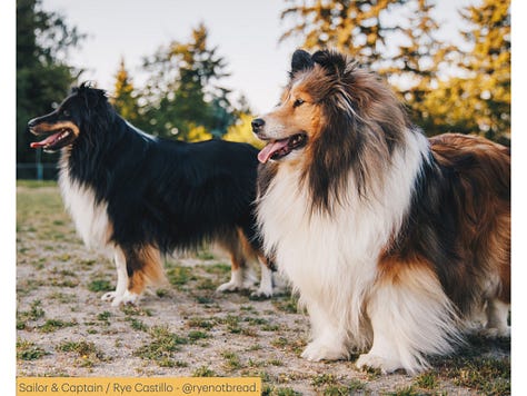 Photos of dogs and their names and owners' substack handles