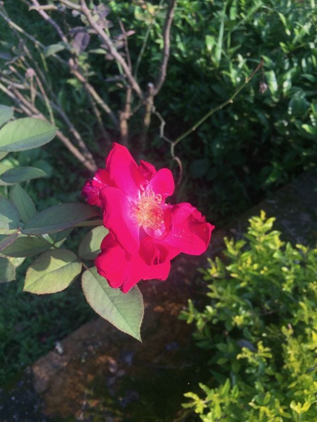 A pink flower on a branch in a garden space. A pink flower on a branch in a garden space.