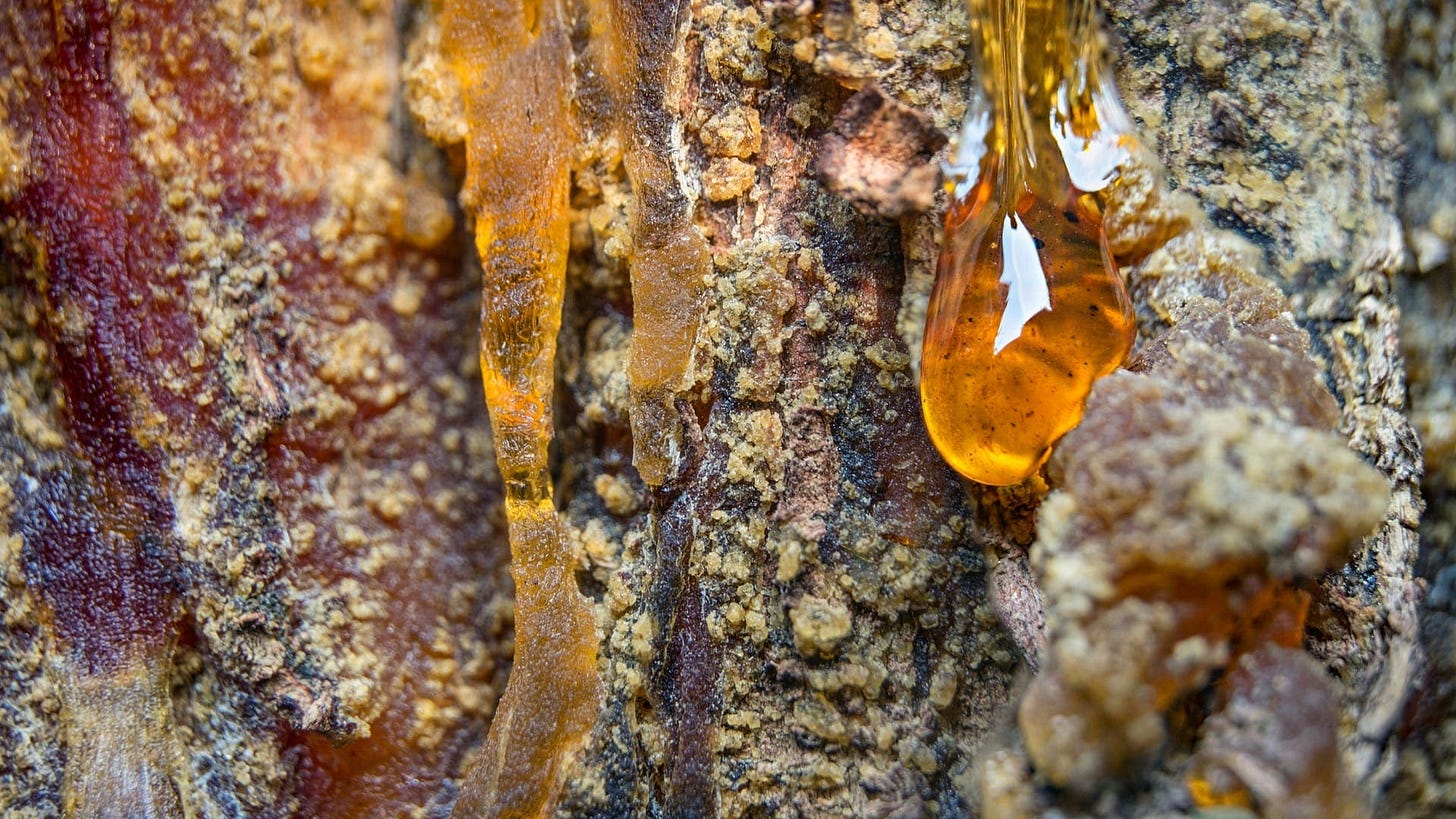 The Sticky Truth: What Is Tree Sap & Why Does It Matter? | Front Range  Arborists