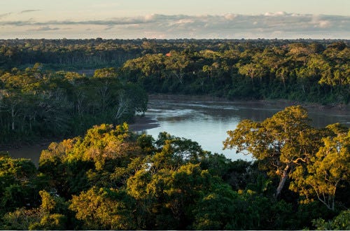 Il Wwf e' stato accusato di violazione dei diritti umani relativamente alla  foresta di Messok Dja. - Ogigia