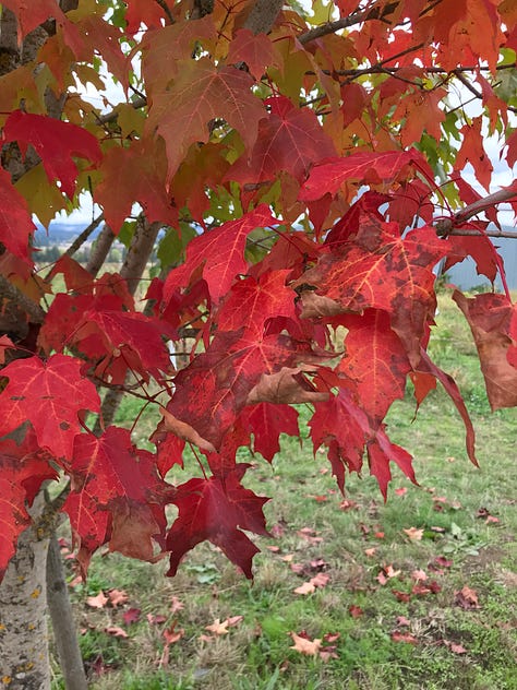 Forests, trees, and colorful leaves