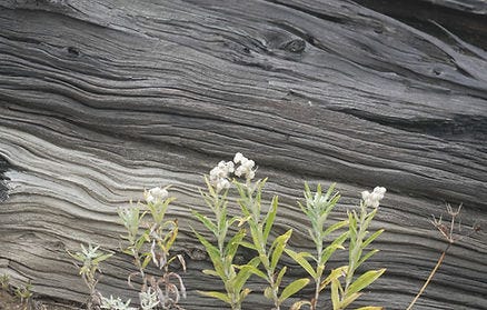 White flowers with green leaves in front of textured, wavy, weathered wood. Natural, earthy tones create a rustic, serene scene.