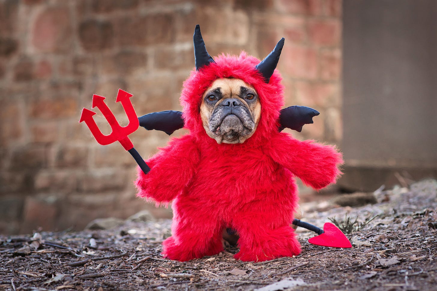 Firn / shutterstock.com