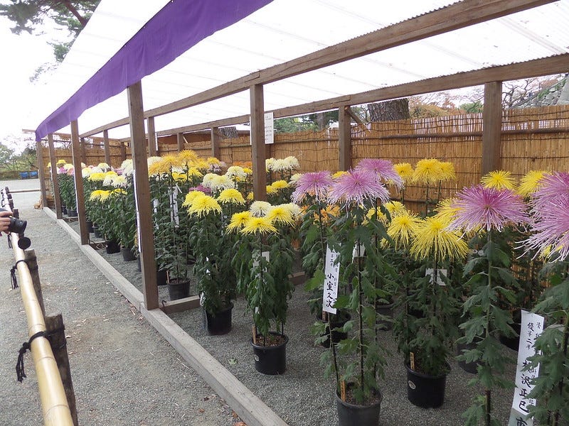 chrysanthemum competition chrysanthemum competition