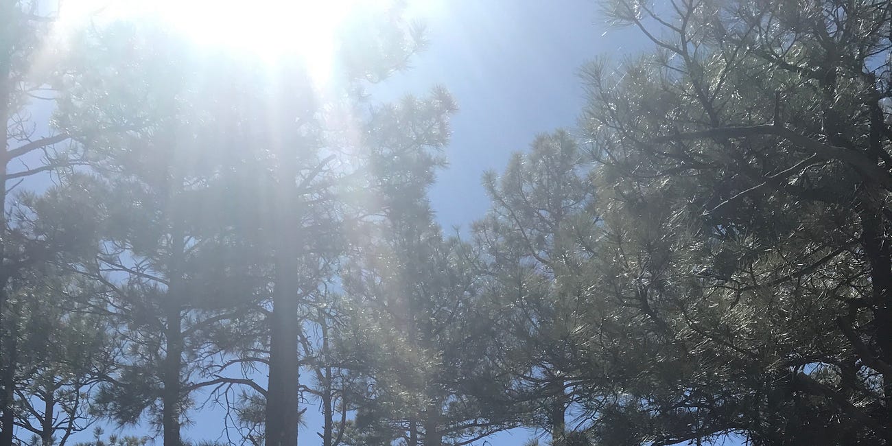 Talking to Trees