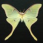 Moon Moth's avatar