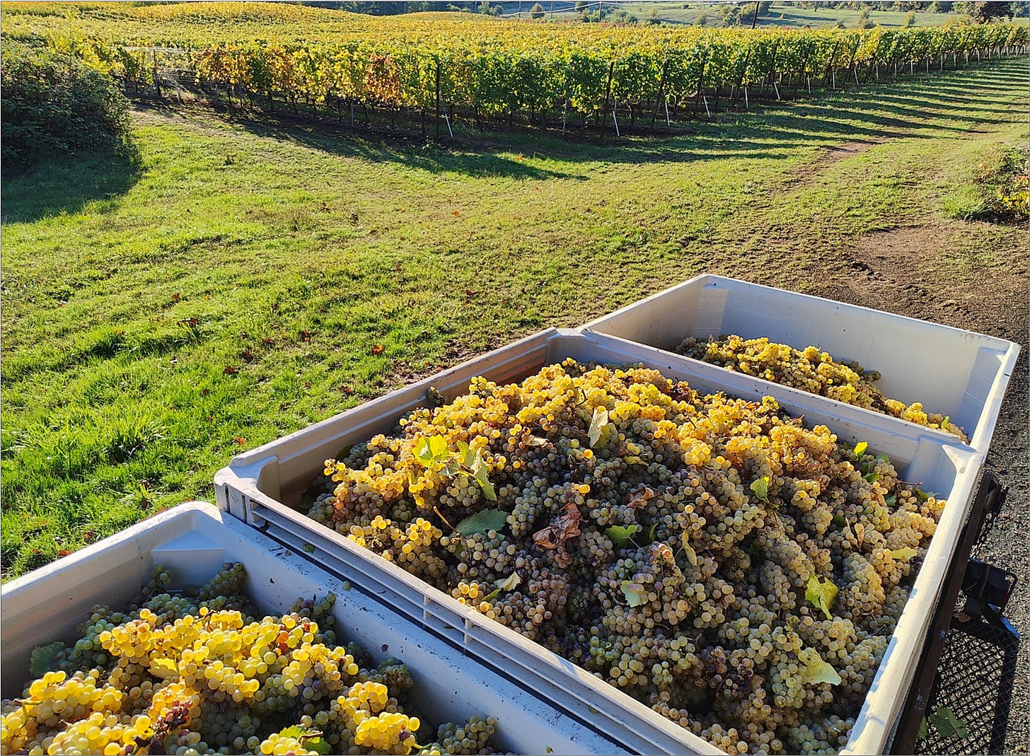 Freshly Harvested Chardonnay on the way to the winery.