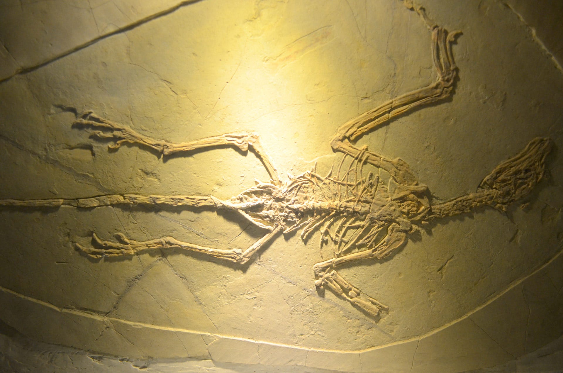 preserved remains of a small animal preserved remains of a small animal