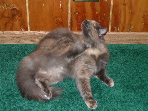 Aria seasonal allergies in cats