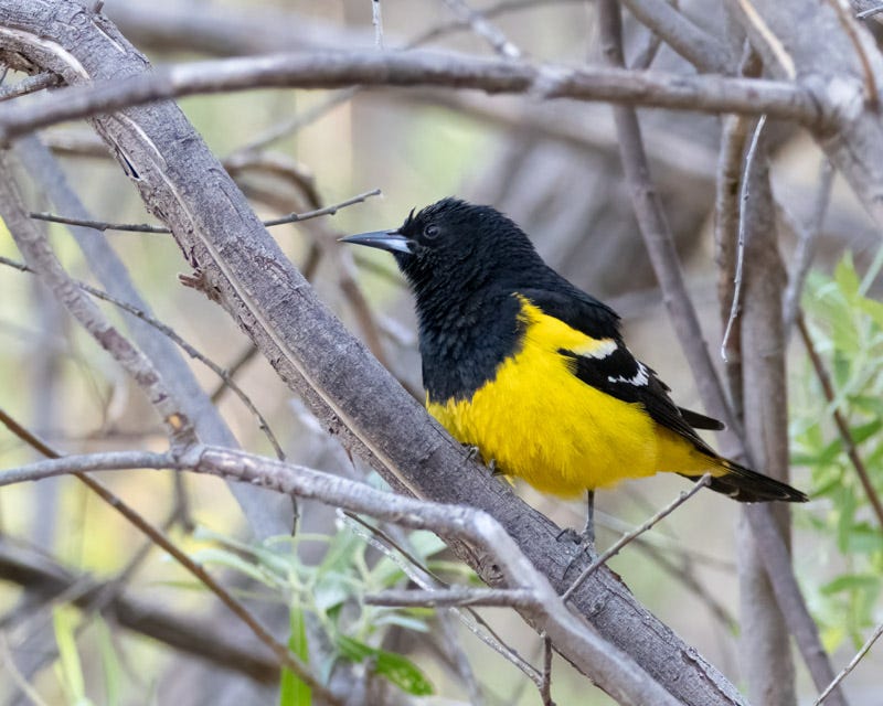 20250430-Chiricahuas-1197-Edit.jpg 20250430-Chiricahuas-1197-Edit.jpg