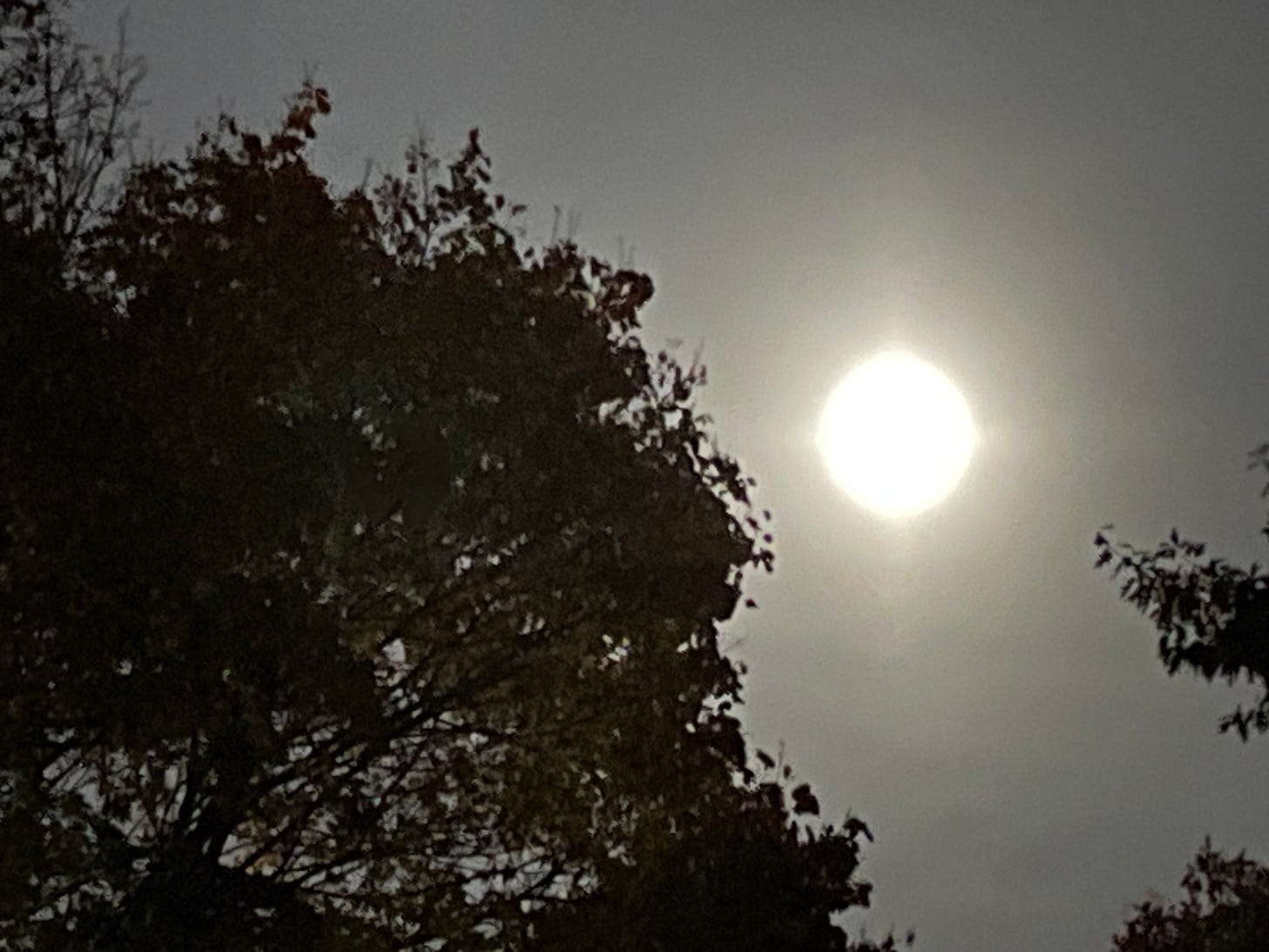 A silvery bright light like a lightbulb that is actually the full moon against a pale, moonlit beige sky, with the shadow of trees in the foreground.