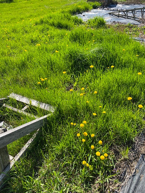 My messy gardens