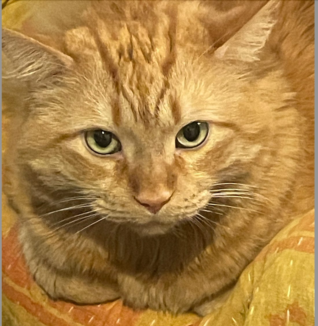 close up of beautiful orange floof on an orange cushion. she is looking up and her eyes are green