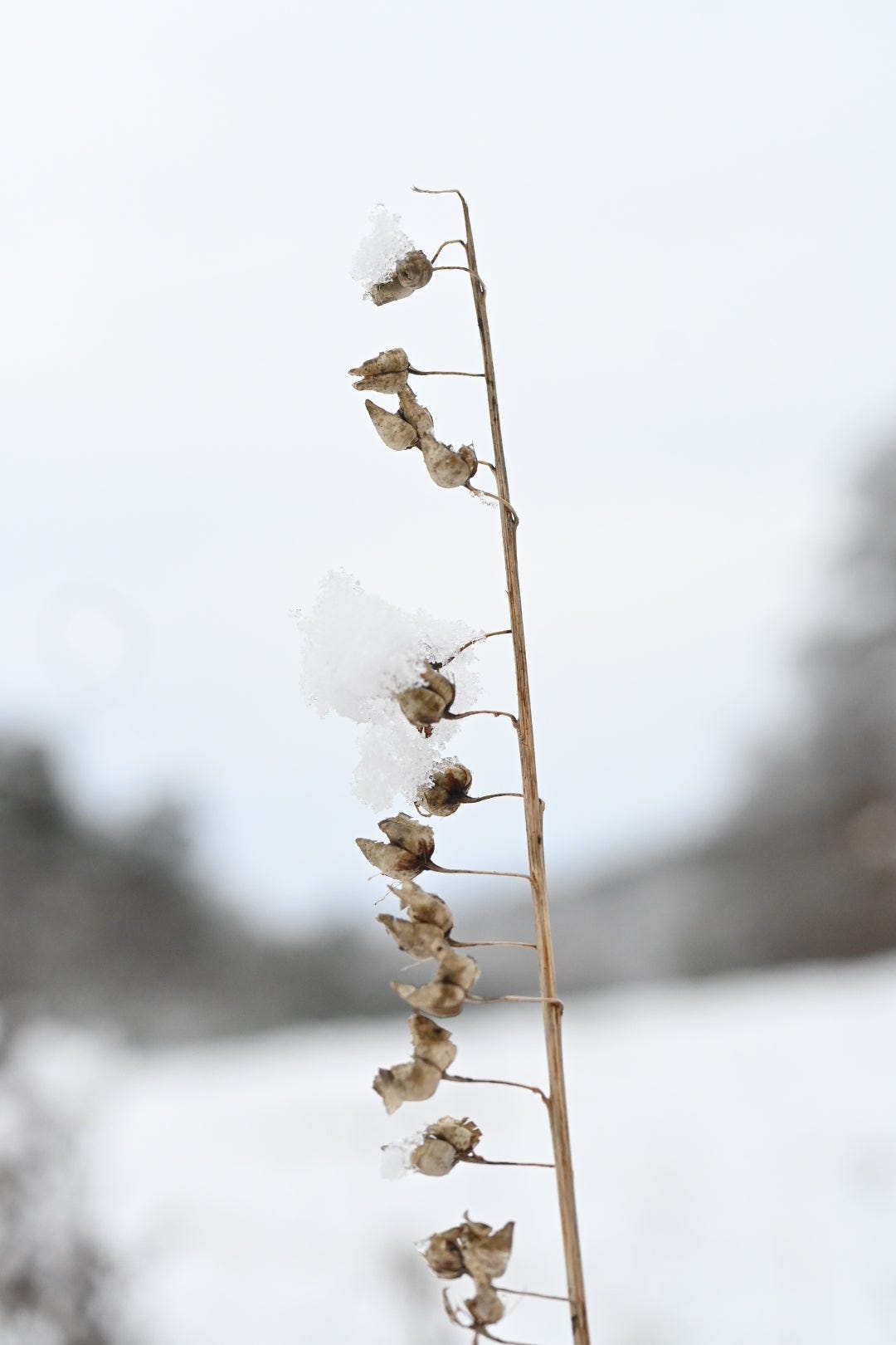 foxglove seed heads in snow