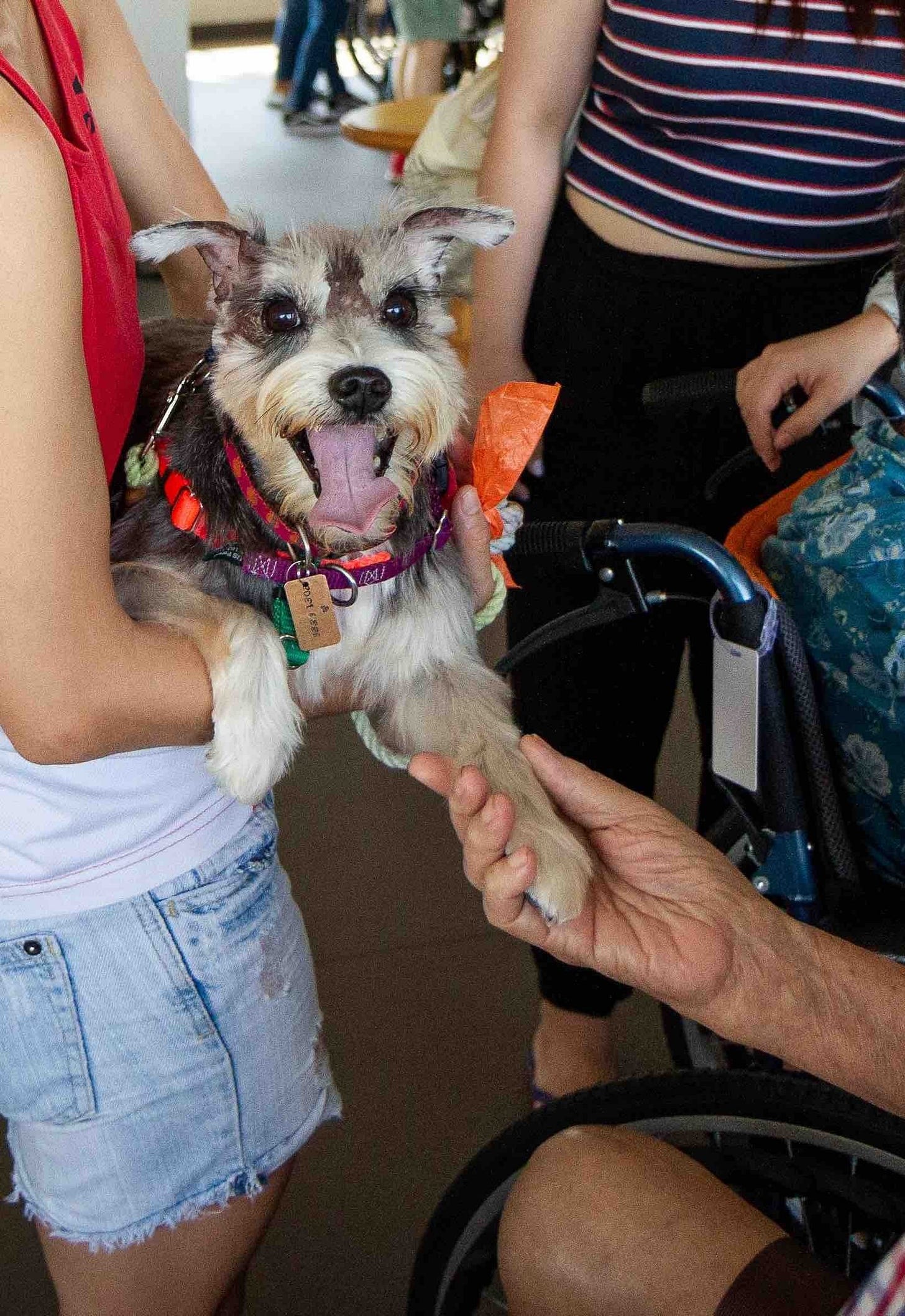 River the therapy dog