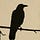The Crow Ledger